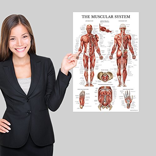 2 pakovanje - mišićni sistem anatomski poster + anatomija mozga