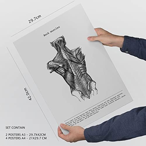 Nacnic set od 6 plakata anatomije. Zbirka otisaka sa umjetničkim galerijskim kolaž estetikom za uređenje enterijera. Dizajn i ukrašavanje