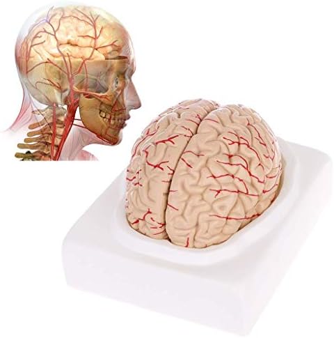 Torso i kosturni modeli anatomski, ljudski mozak model - rastavlja 8 dijelova mozga mozga mozga mozga - komplet anatomskog ljudskog