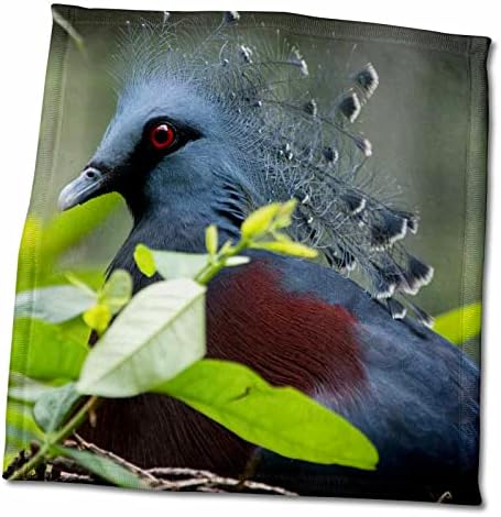 3Droza Danita Delimont - Bird - Victoria Crowed-golub rodom u Novu Gvineju. - Ručnici