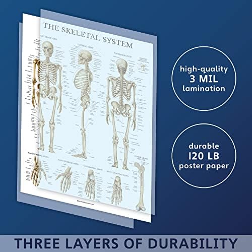 Palata učenje 3 Pakovanje - mišić + skelet + anatomija i povrede seta postera koljena - mišićna i skeletna sustava anatomske karte